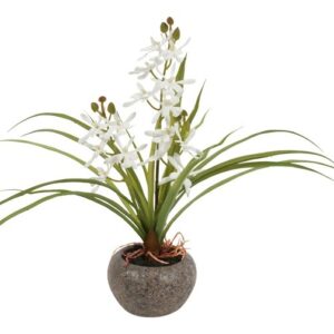 Odontocidium hvid i potte h 34 cm