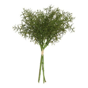 Asparagus 5 stk grøn bundt h 34 cm