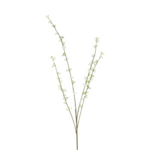 Cytisus hvid h 108 cm