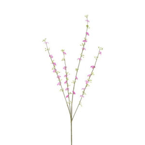 Cytisus rosa h 108 cm