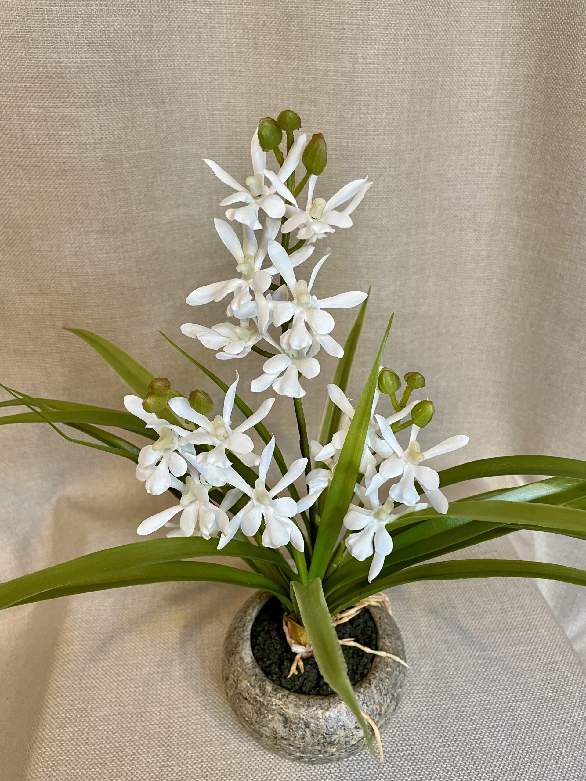 Odontocidium hvid i potte h 34 cm - Billede 4