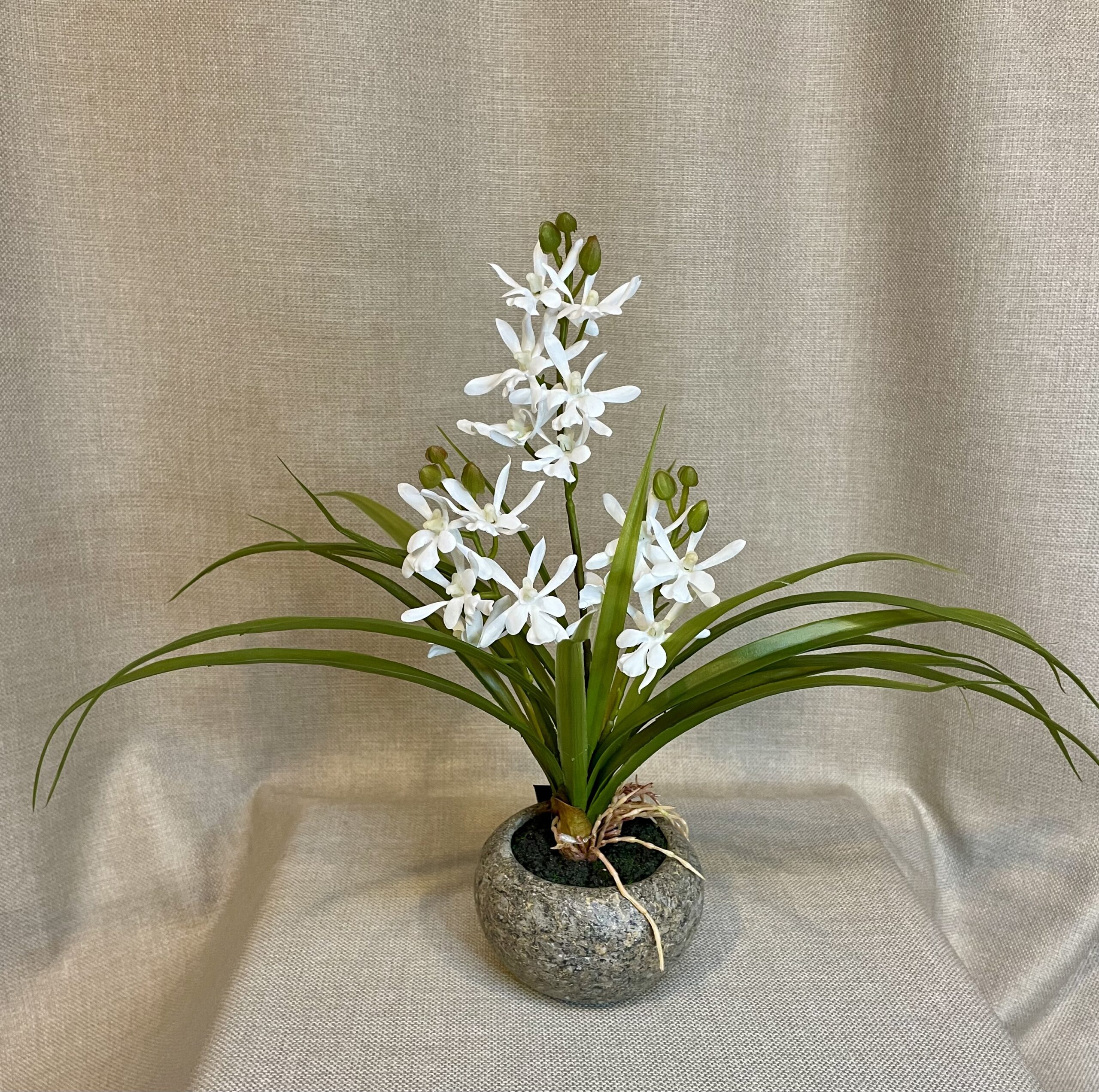 Odontocidium hvid i potte h 34 cm - Billede 3