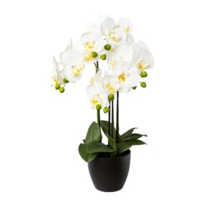 Orkide/Phalaenopsis i potte h 55 cm