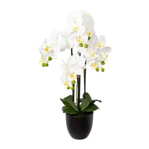 Orkide/Phalaenopsis i potte h 69 cm