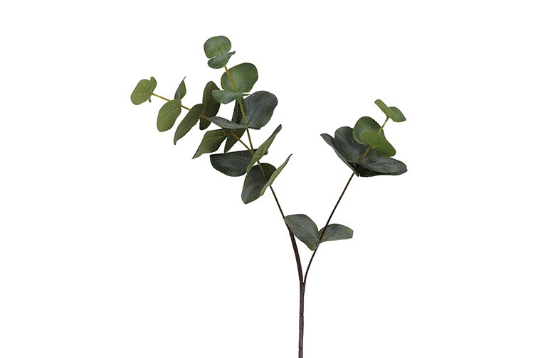 Eucalypthus gren H 80 cm