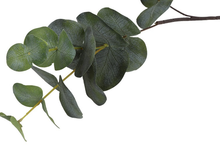 Eucalypthus gren H 80 cm - Billede 3