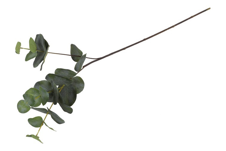 Eucalypthus gren H 80 cm - Billede 4