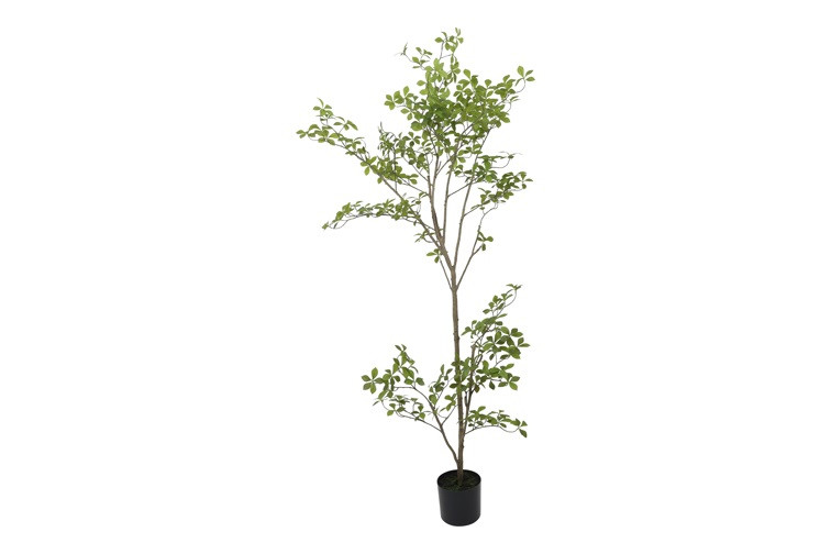 Mahonia træ i potte H 155 cm