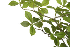 Mahonia træ i potte H 155 cm - Billede 3