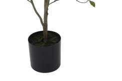 Mahonia træ i potte H 155 cm - Billede 4