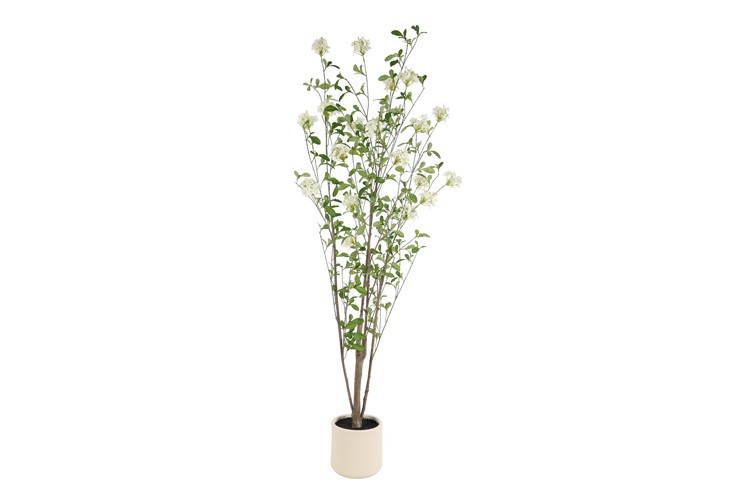 Plumbago i potte H 150 cm