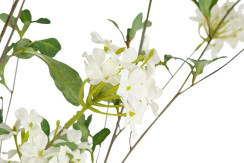 Plumbago i potte H 150 cm - Billede 3