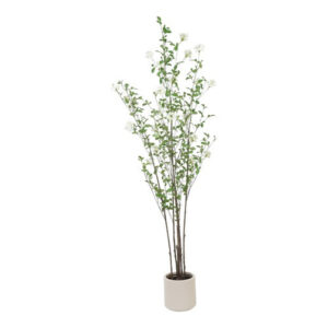 Plumbago i potte H 180 cm