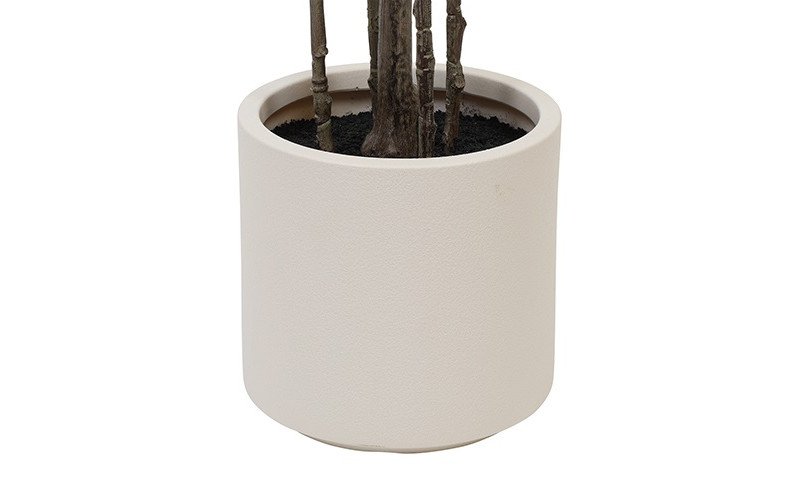 Plumbago i potte H 150 cm - Billede 4